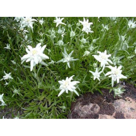 Leontopodium souliei "Alpina White"
