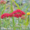 Achillea millefolium Paprika
