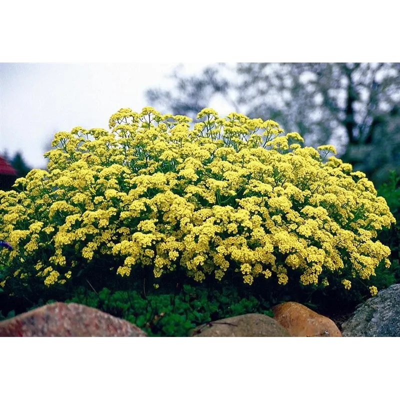 Alyssum saxatile compactum "Gold Bullet"