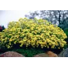 Alyssum saxatile compactum "Gold Bullet"