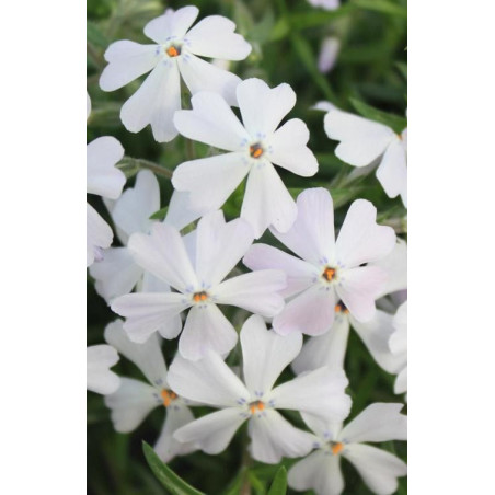 Phlox subulata"Early Spring White"