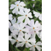 Phlox subulata"Early Spring White"