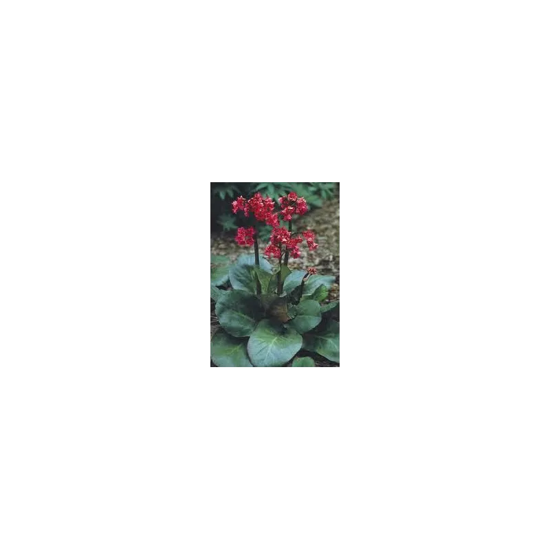 Bergenia  cordifolia Winterglow