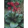 Bergenia  cordifolia Winterglow
