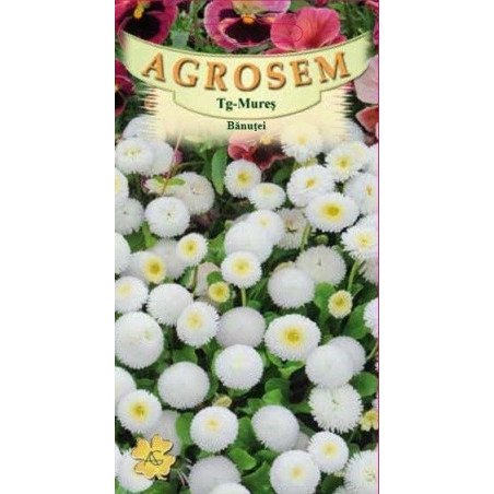 Banutei albi seminte - AS - Bellis perennis White