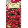 Banutei rosii seminte - AS - Bellis perennis Red