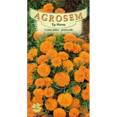 Craite pitice portocalii seminte - AS - Tagetes patula nana Orange