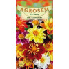 Dalia - Collarette mix seminte - AS - Dahlia variabilis Collarette mix