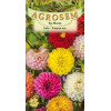 Dalia Pompon mix seminte - AS - Dahlia variabilis Pompon mix