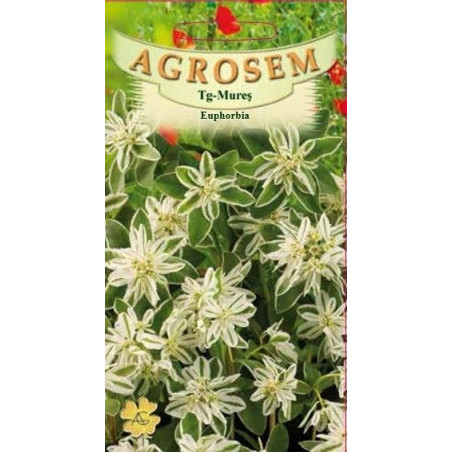 Euphorbia seminte - AS - Euphorbia marginata