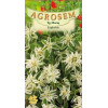 Euphorbia seminte - AS - Euphorbia marginata