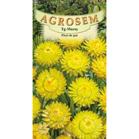 Flori de paie galbene seminte - AS - Helichrysum bracteatum