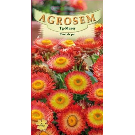 Flori de paie portocalii seminte - AS - Helichrysum bracteatum