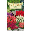 Salvia mix seminte - AS - Salvia splendens mix