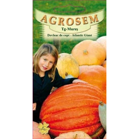 Dovleac de copt Atlantic Giant seminte - Cucurbita pepo