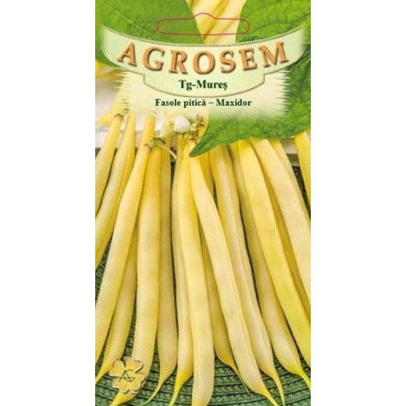 Fasole pitica galbena Maxidor seminte - Phaseolus vulgaris