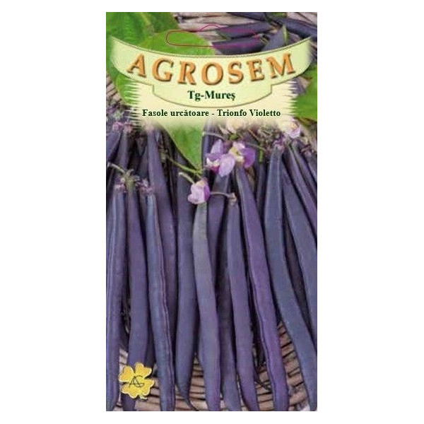 Fasole urcatoare violet Trionfo Violetto seminte - Phaseolus vulgaris