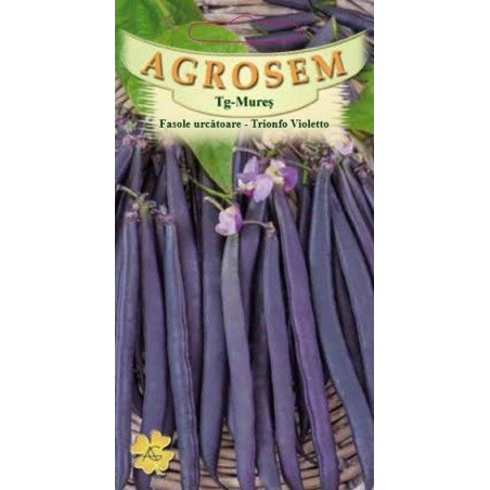 Fasole urcatoare violet Trionfo Violetto seminte - Phaseolus vulgaris