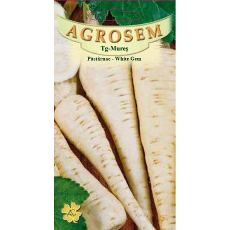 Pastarnac White Gem seminte - AS - Pastinaca sativa