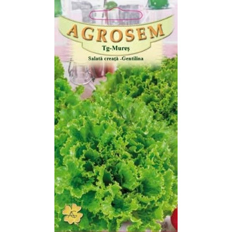 Salata creata Gentilina seminte - Lactuca sativa