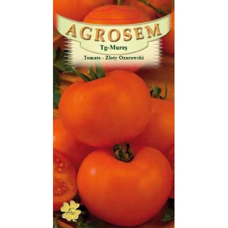 Tomate portocalii Zloty Ozarowski seminte - AS - Lycopersicon esculentum