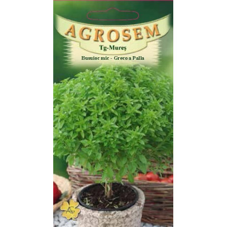 Busuioc Greco a Palla seminte - Ocimum basilicum