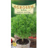 Busuioc Greco a Palla seminte - Ocimum basilicum
