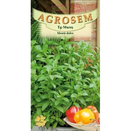 Menta dulce seminte - Mentha spicata