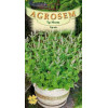 Nepeta seminte - Nepeta cataria