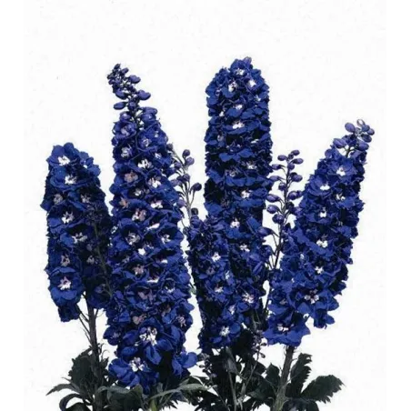 Delphinium x cultorum "Magic Fountain Dark Blue white bee"
