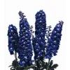 Delphinium Magic Fountain Dark Blue White Bee G-9