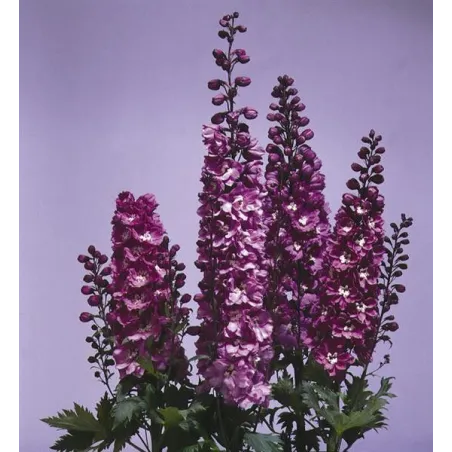 Delphinium x cultorum "Magic Fountain Lilac-white"