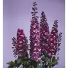 Delphinium Magic Fountain Lilac-White G-9