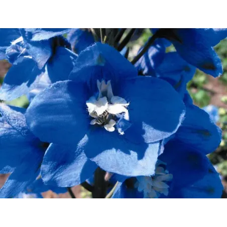 Delphinium x cultorum "Magic Fountain Mid-Blue-white"