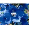 Delphinium Magic Fountain Mid-Blue-White G-9