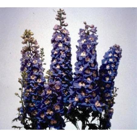 Delphinium x cultorum "Magic Fountain Sky-blue-white"