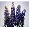 Delphinium x cultorum "Magic Fountain Sky-blue-white"