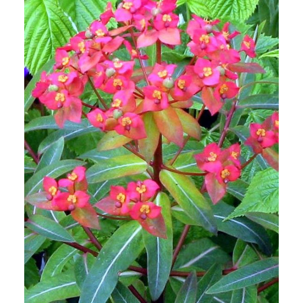 Euphorbia griffithii "Fireglow"