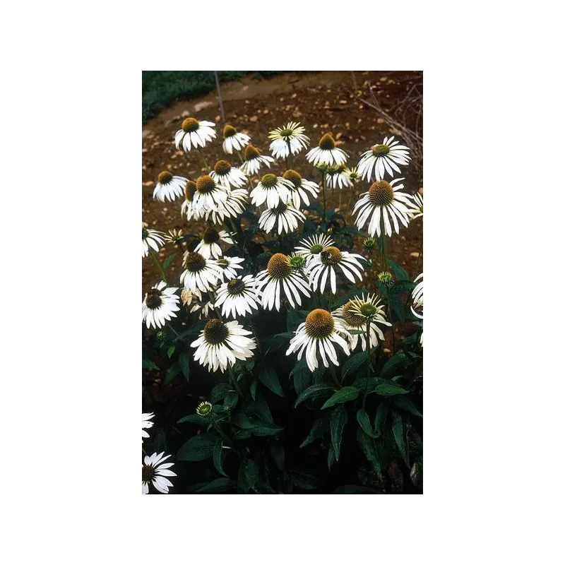 Echinaceea purpurea "White Swan"