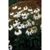 Echinaceea purpurea "White Swan"