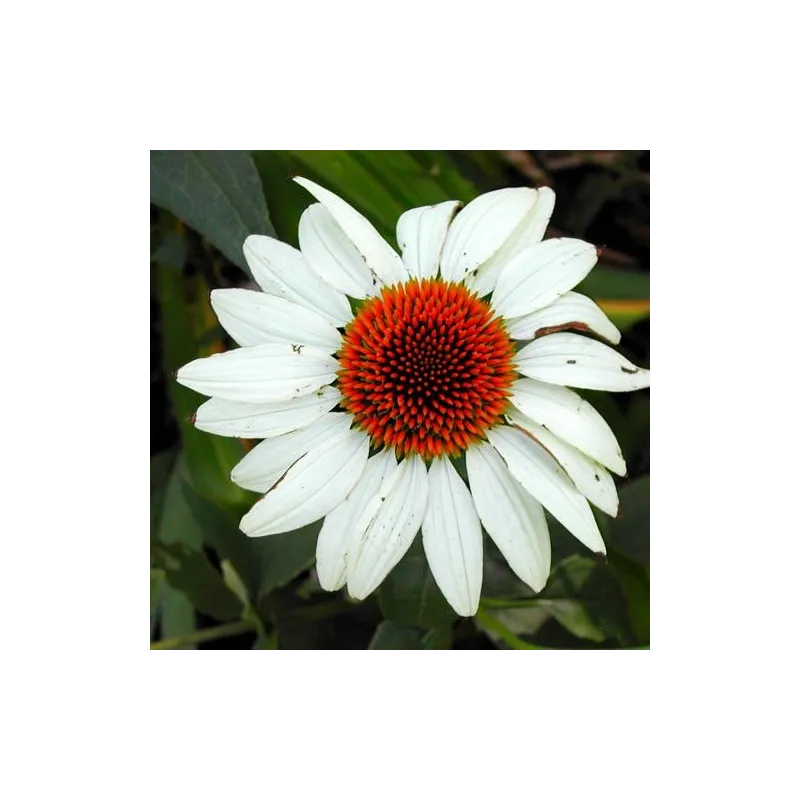 Echinaceea purpurea "White Swan"