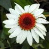 Echinaceea purpurea "White Swan"
