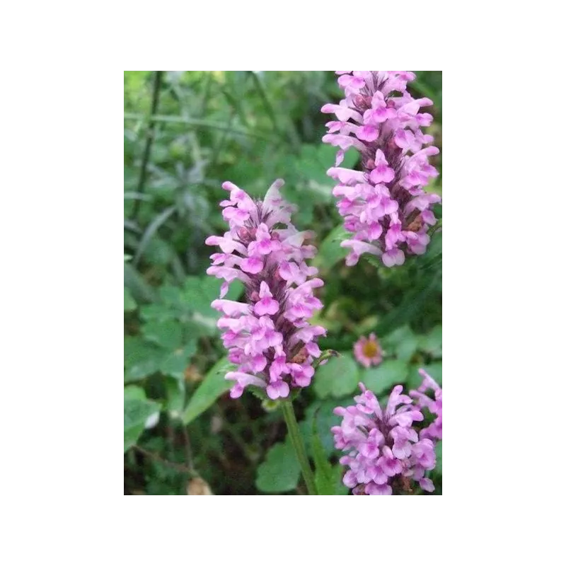 Nepeta nervosa Pink Cat G-9