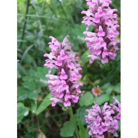 Nepeta nervosa Pink Cat G-9