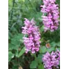 Nepeta nervosa Pink Cat G-9