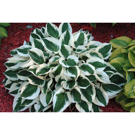 Hosta Patriot G-12