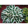 Hosta Patriot G-12