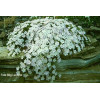 Phlox douglasii "Admiral White"