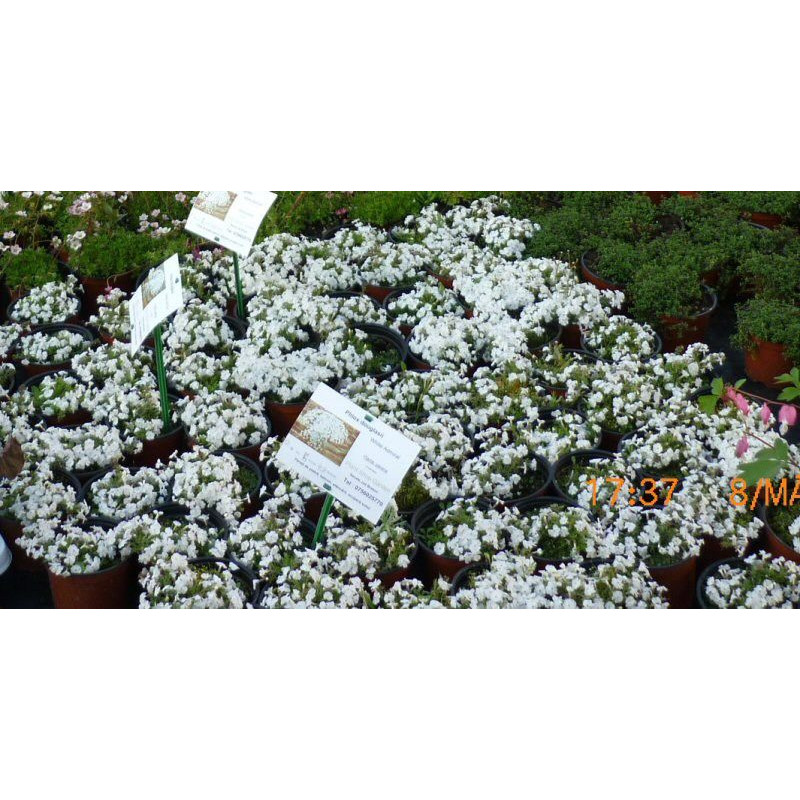 Phlox douglasii "Admiral White"