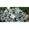 Phlox douglasii "Admiral White"